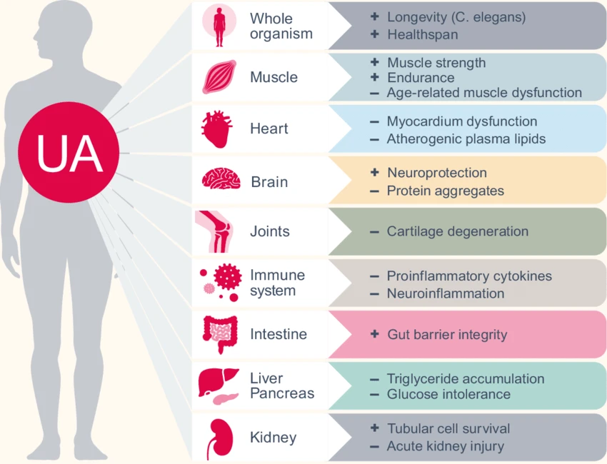 Health-Effects-of-Urolithin-A-UA-Summary-of-key-biological-effects-of-UA-in-different Health-Effects-of-Urolithin-A-UA-Summary-of-key-biological-effects-of-UA-in-different